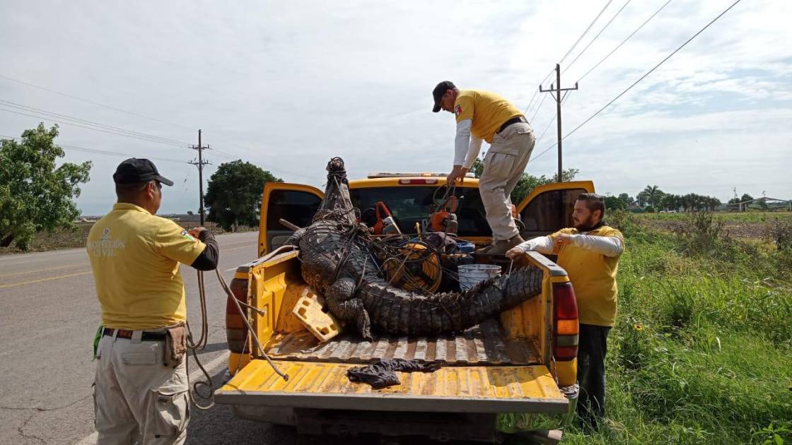 Capturan Un Cocodrilo De Metros En El Vergel Navolato