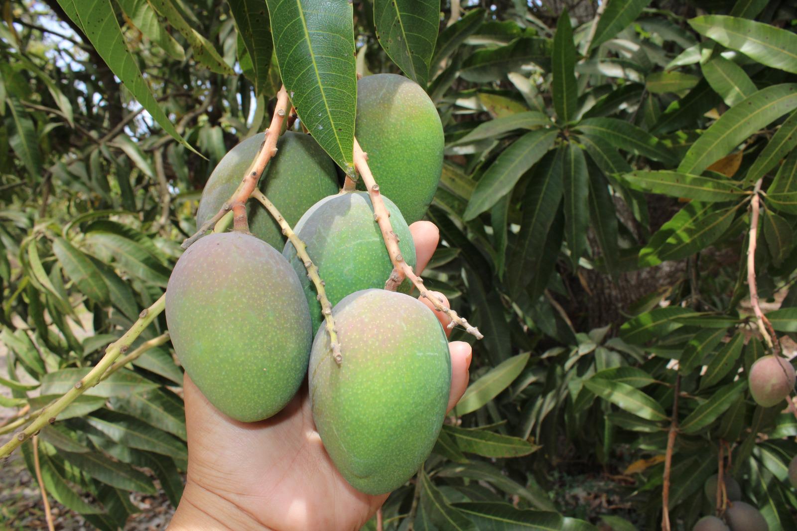 Para mayo primera producción de mango ataulfo en Escuinapa