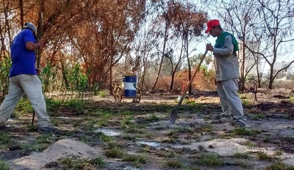 Plantar N Rboles En Zona De Incendio