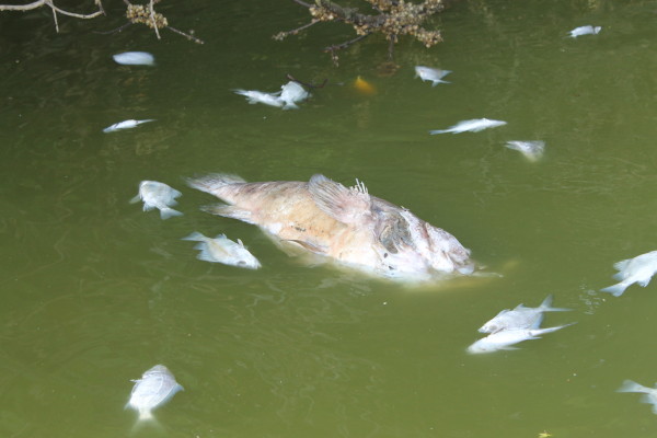 Calculan Toneladas De Peces Muertos En Esteros De Escuinapa