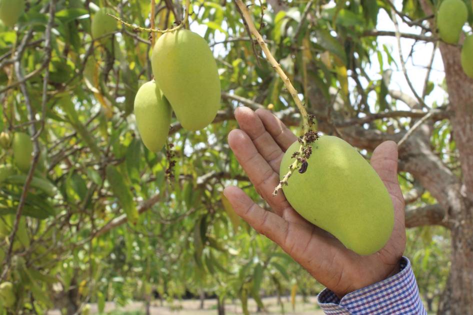 Para Mayo Primera Producci N De Mango Ataulfo En Escuinapa