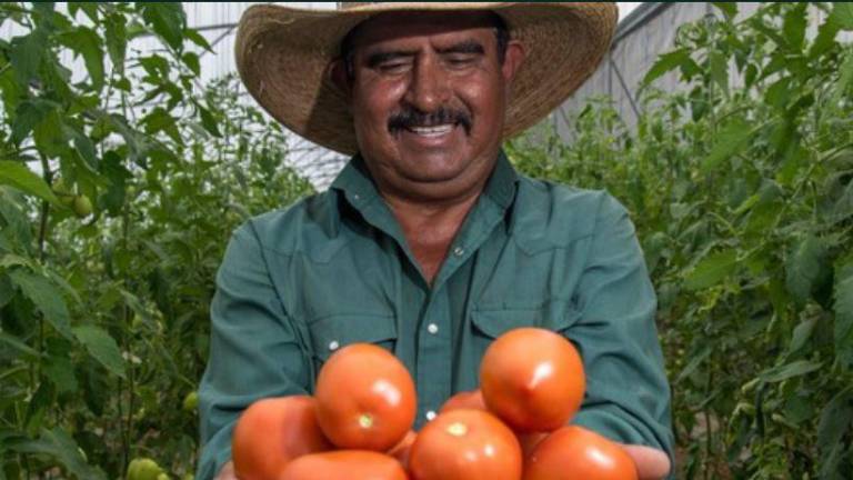 Crecieron las exportaciones de tomate en México.