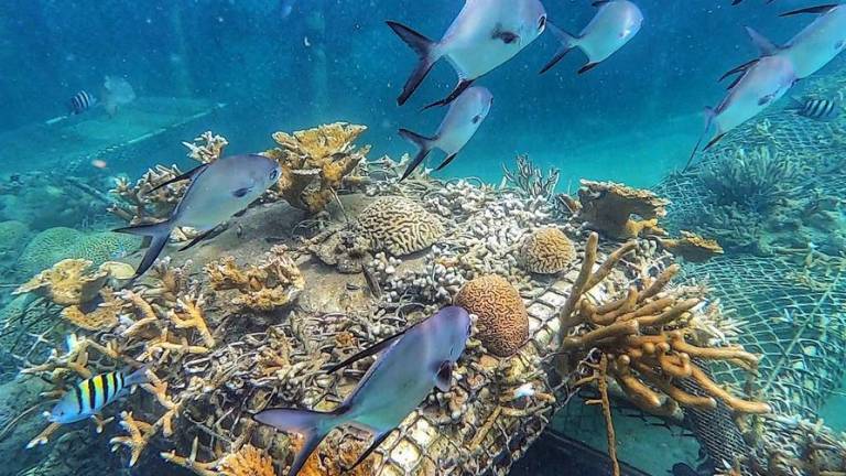 Los peces nadan sobre los viveros de coral en el Parque Nacional Corales del Rosario, Colombia.