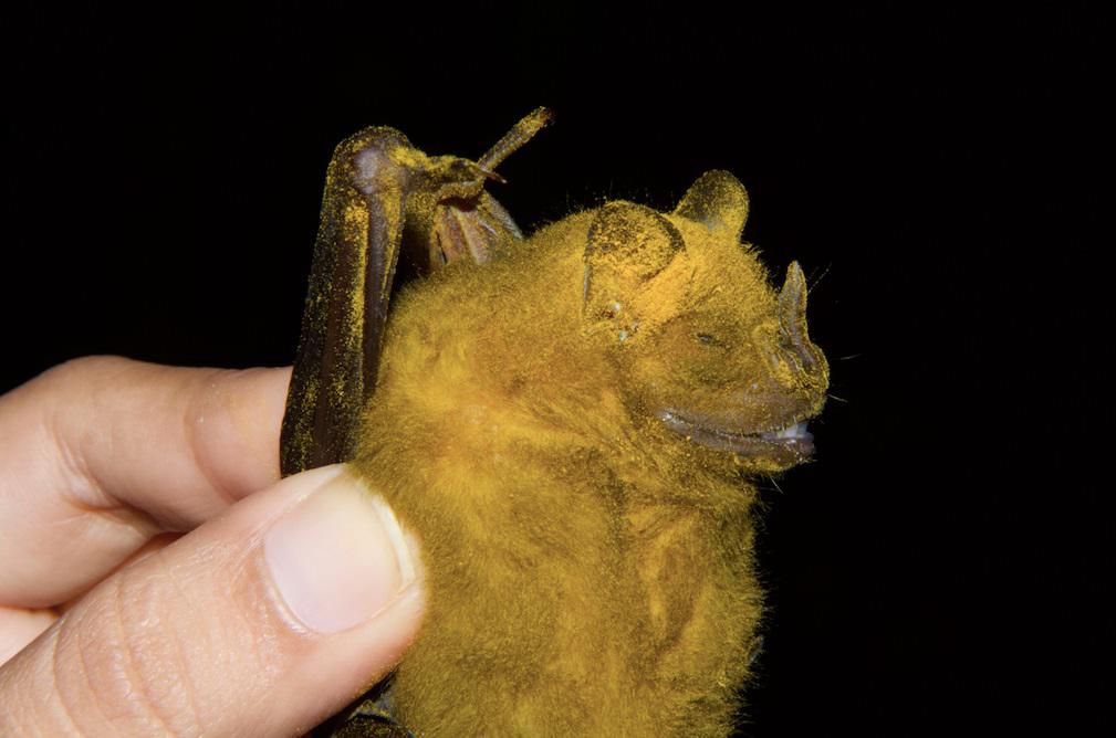 $!El murciélago frugívoro de Jamaica (Artibeus jamaicensis) es el principal polinizador de la ceiba, el árbol sagrado maya. En esta imagen, tomada en Chichén Itzá, el murciélago está tan cubierto de polen que parece ser amarillo.