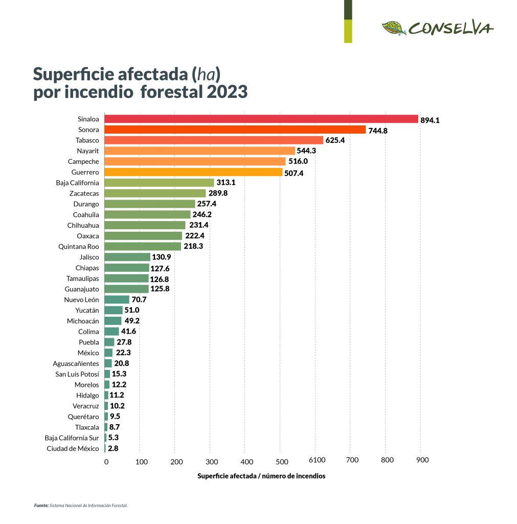 $!Día Mundial del Medio Ambiente: Urge detener la deforestación para mitigar la sequía