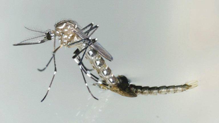 El mosquito aedes aegypti transmite zika, además del dengue y el chikungunya.