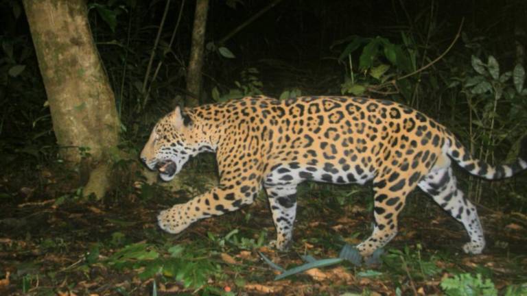 Jaguar captado en la zona de la Selva Lacandona, en Chiapas.