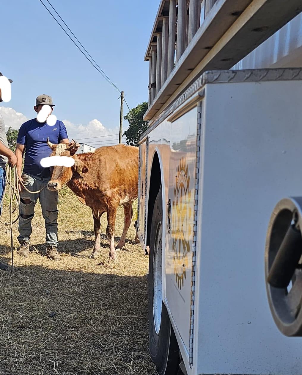 $!Rescatan una vaca que tenía más de una semana dentro de una fosa, frente al penal de Mazatlán