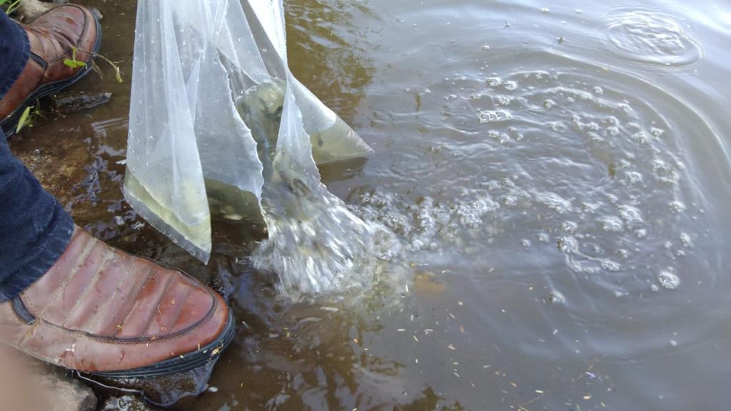 $!Siembran alevines de tilapia en la represa de Tecualilla en Escuinapa