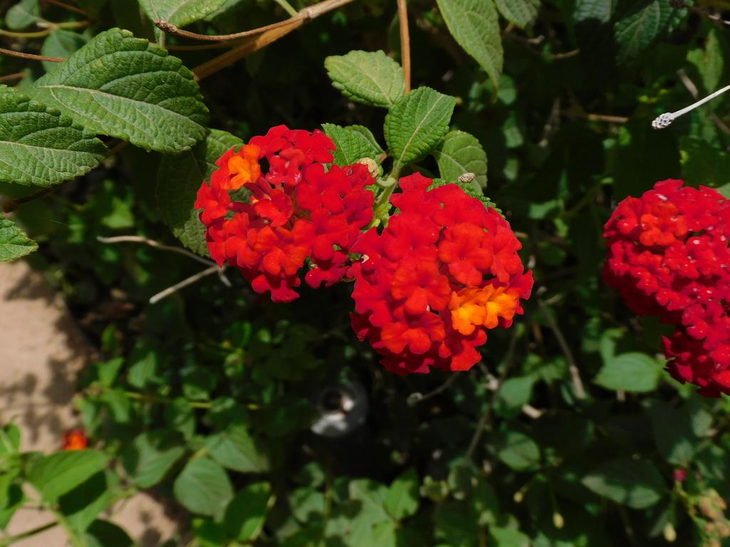 $!Cinco plantas del Jardín Botánico Culiacán que son las favoritas de los polinizadores