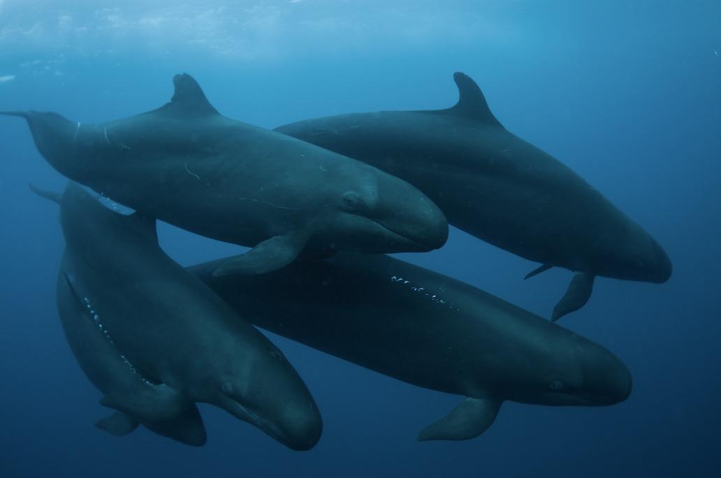 $!Grupo de falsas orcas (Pseudorca crassidens) que comúnmente se pueden observar cazando peces pelágicos alrededor de las islas de Revillagigedo. El archipiélago alberga varias especies de cetáceos que migran por las islas o son residentes.