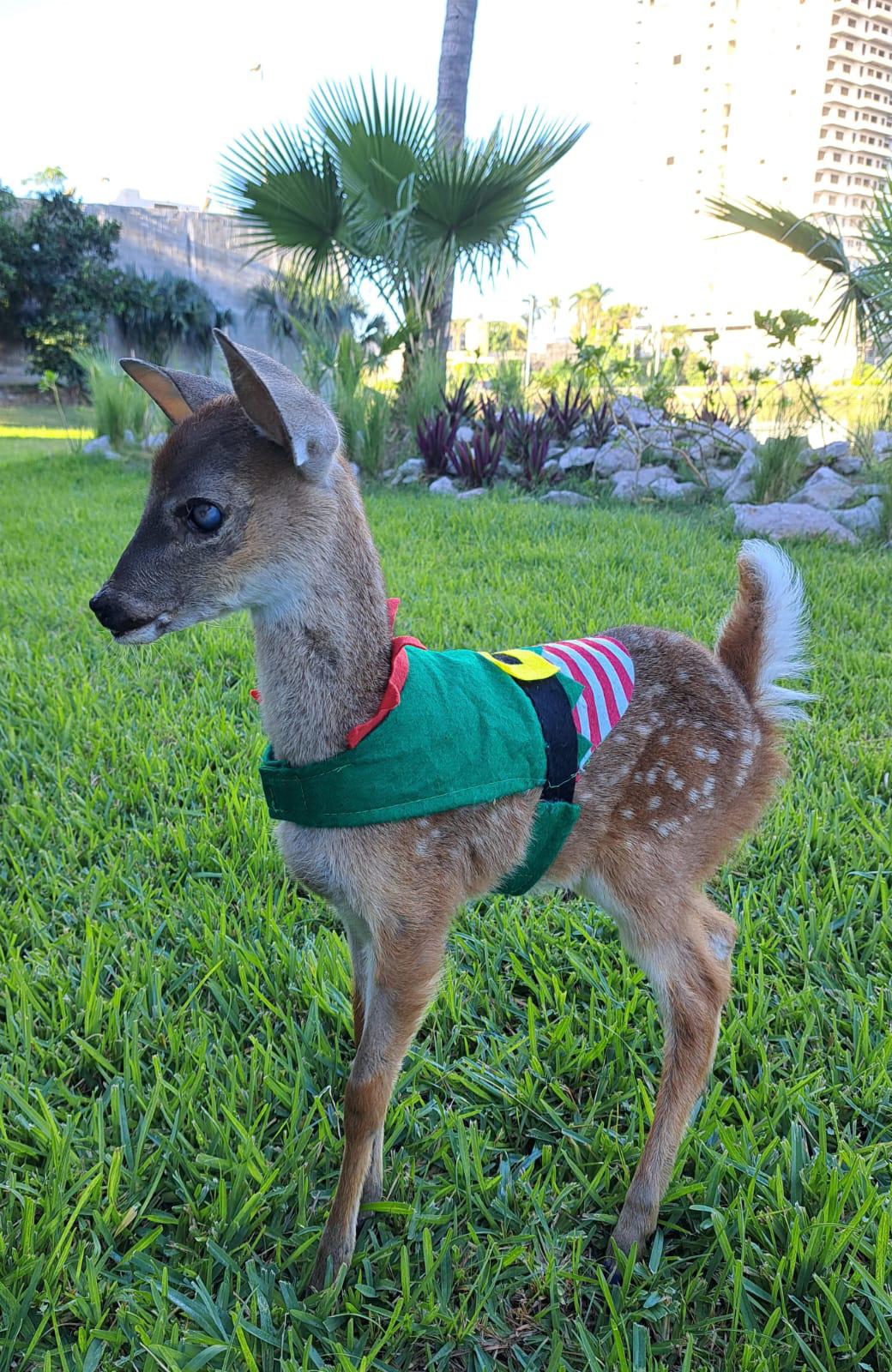 $!‘Bambina’, ciega y con labio leporino, cumple 3 meses en el en Gran Acuario Mazatlán