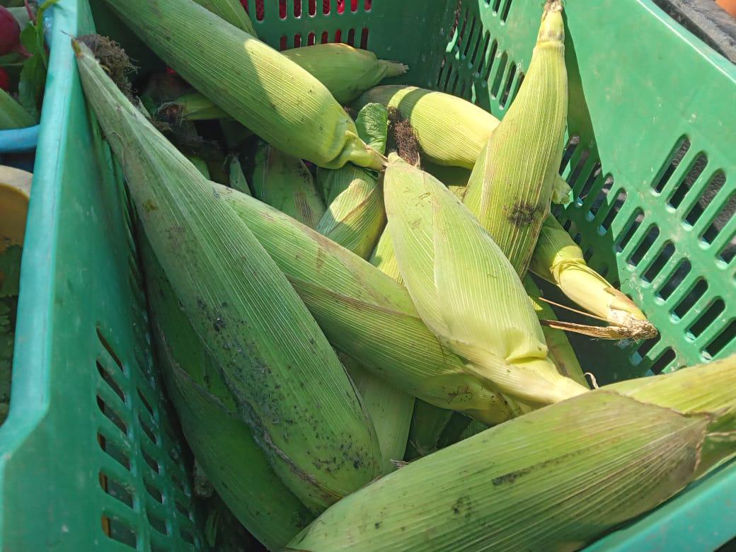 $!Llegaron los elotes de Don Tolo a Rosario, también el cilantro y los rabanitos