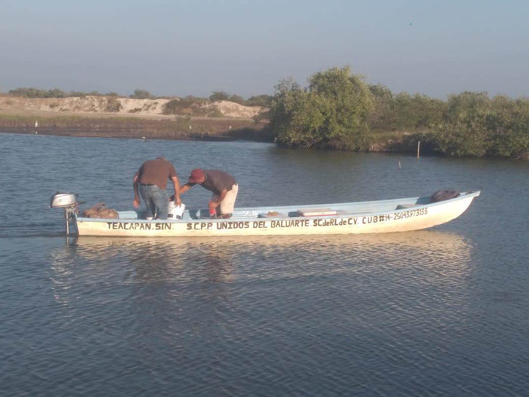 $!‘Hay embarcaciones que salen con tres o cuatro camarones’: Pescadores de Chametla