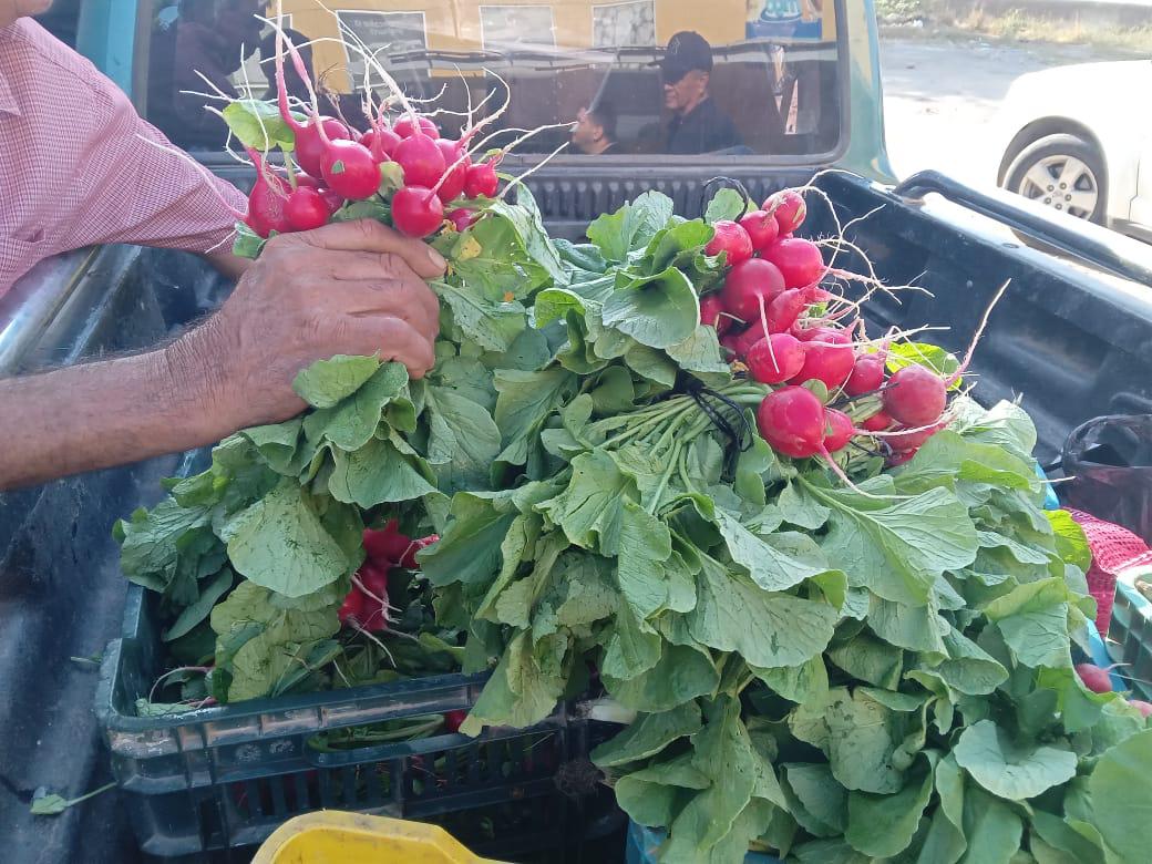 $!Llegaron los elotes de Don Tolo a Rosario, también el cilantro y los rabanitos