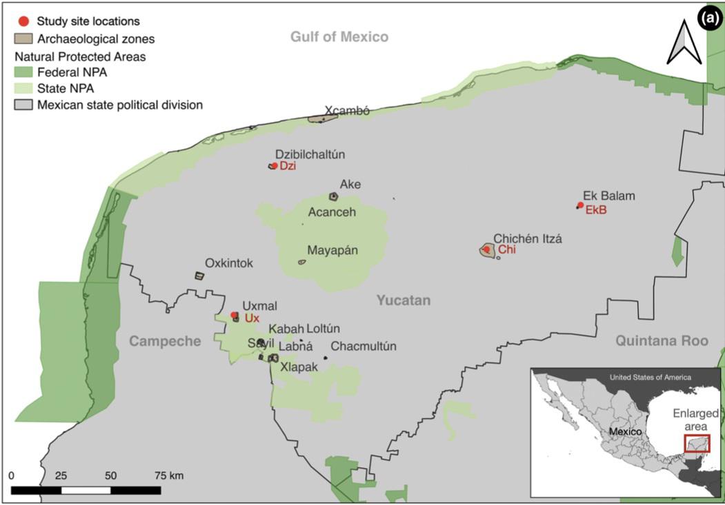 $!Ubicación de las cuatro zonas arqueológicas estudiadas: Chichén Itzá, Dzibilchaltún, Ek’Balam y Uxmal, en Yucatán, México. Mapa: Cafaggi, D., Marín, G., &amp; Medellin, R. A. (2024).