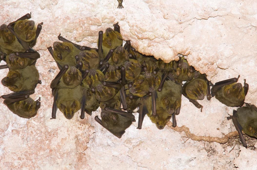 $!Una colonia de murciélagos frugívoros de Jamaica (Artibeus jamaicensis), posados en Chichén Itzá.