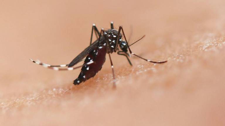 La especie de mosquito Aedes puede transmitir enfermedades como el chikungunya, el dengue y el zika.