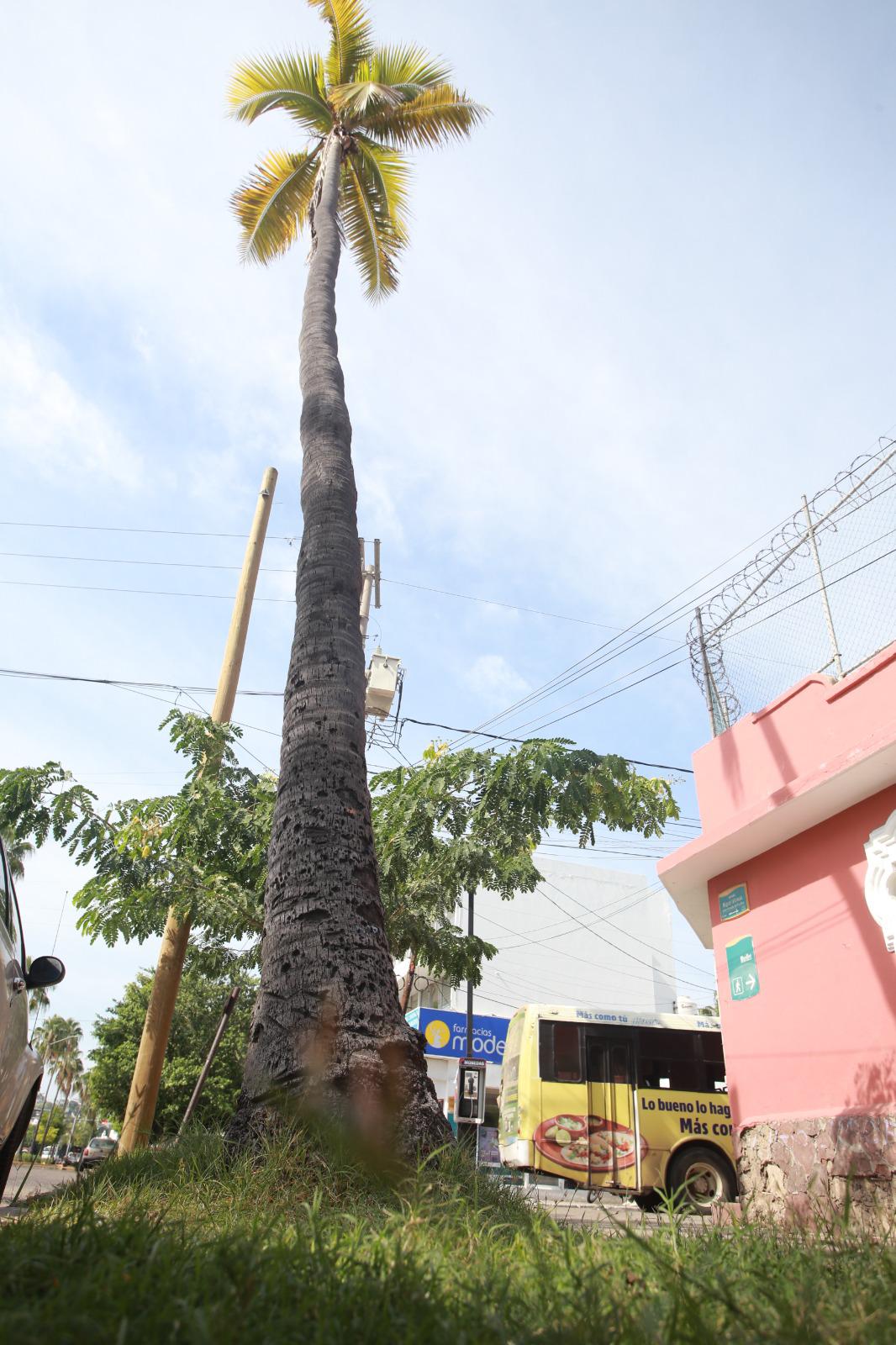 $!Palmeras en Mazatlán, ¿un atractivo o un peligro?