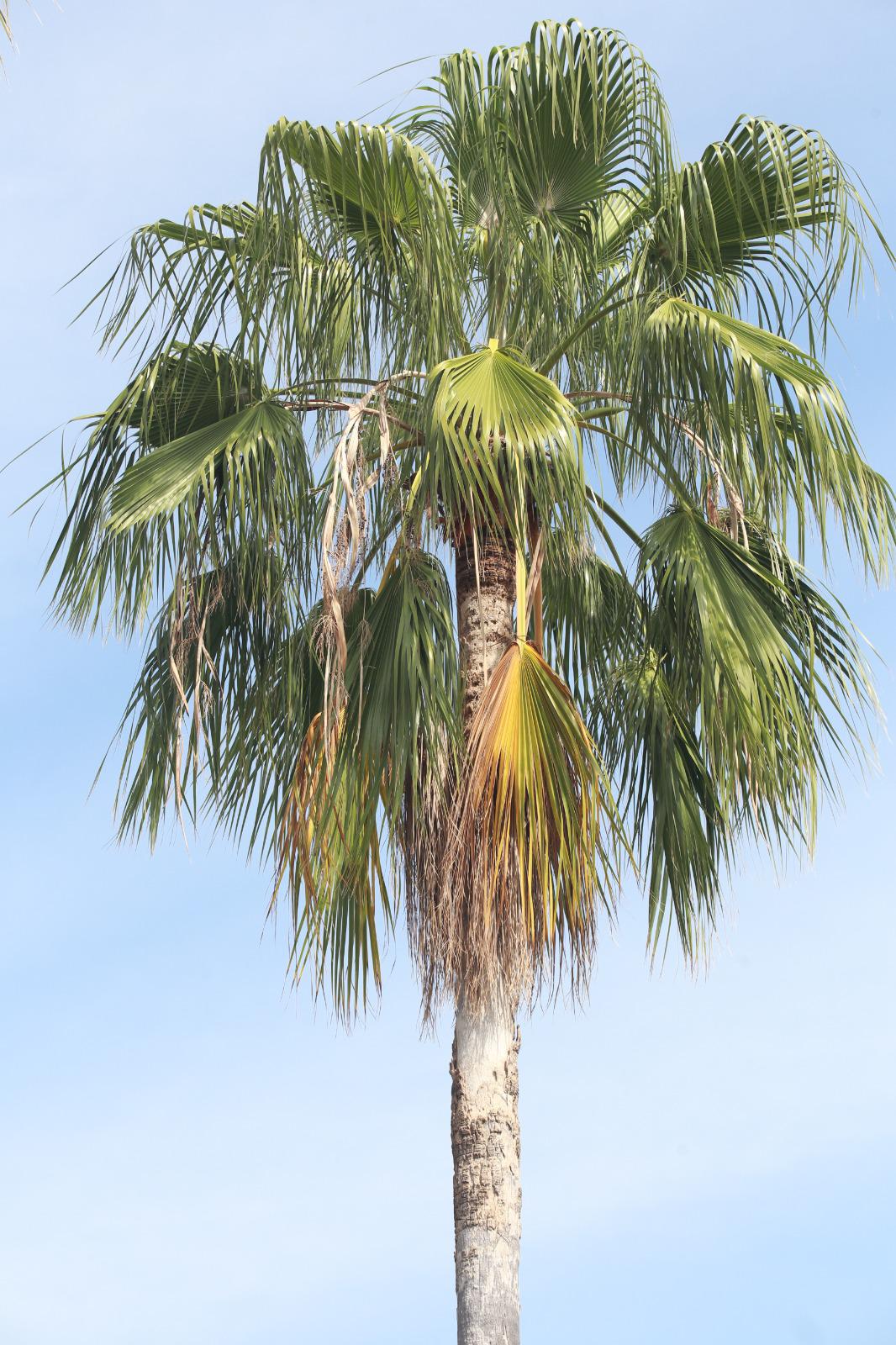 $!Palmeras en Mazatlán, ¿un atractivo o un peligro?