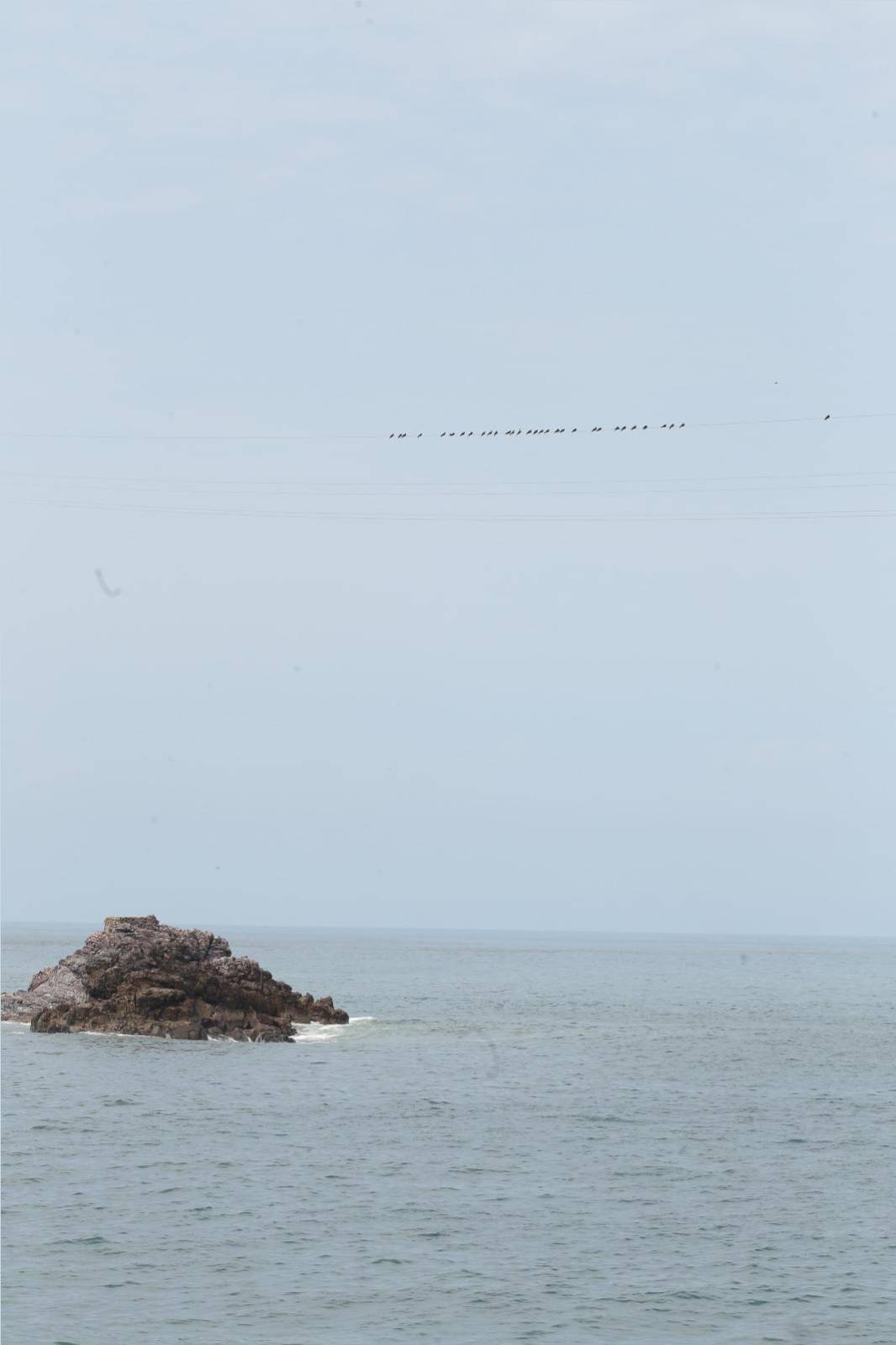 $!Aves ahora tienen otro sitio para descansar y son los cables de la tirolesa