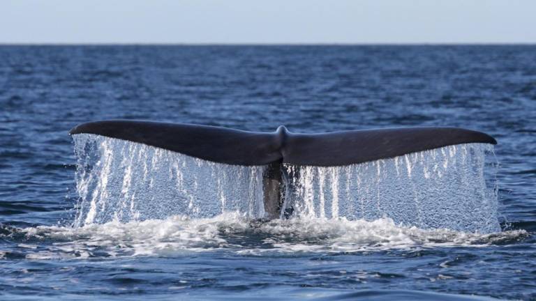 Estudio demuestra que cachalotes desaparecen del Golfo de California