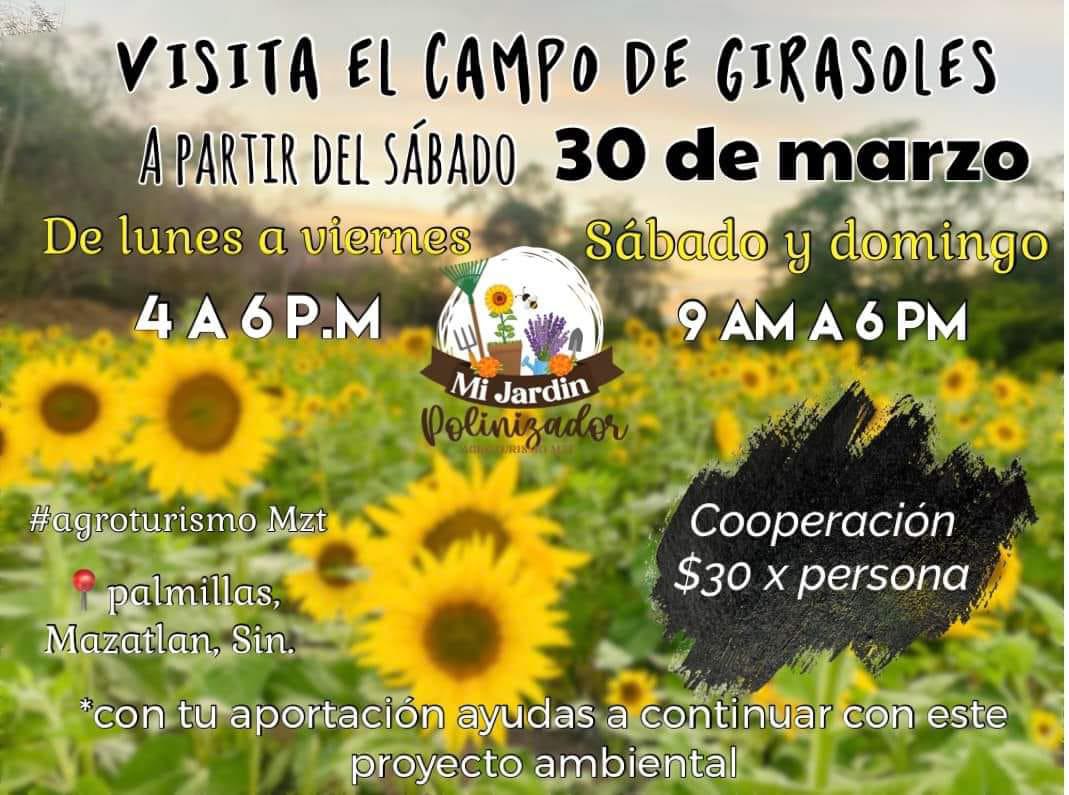 $!El campo de girasoles en Mazatlán abrirá el próximo 30 de marzo