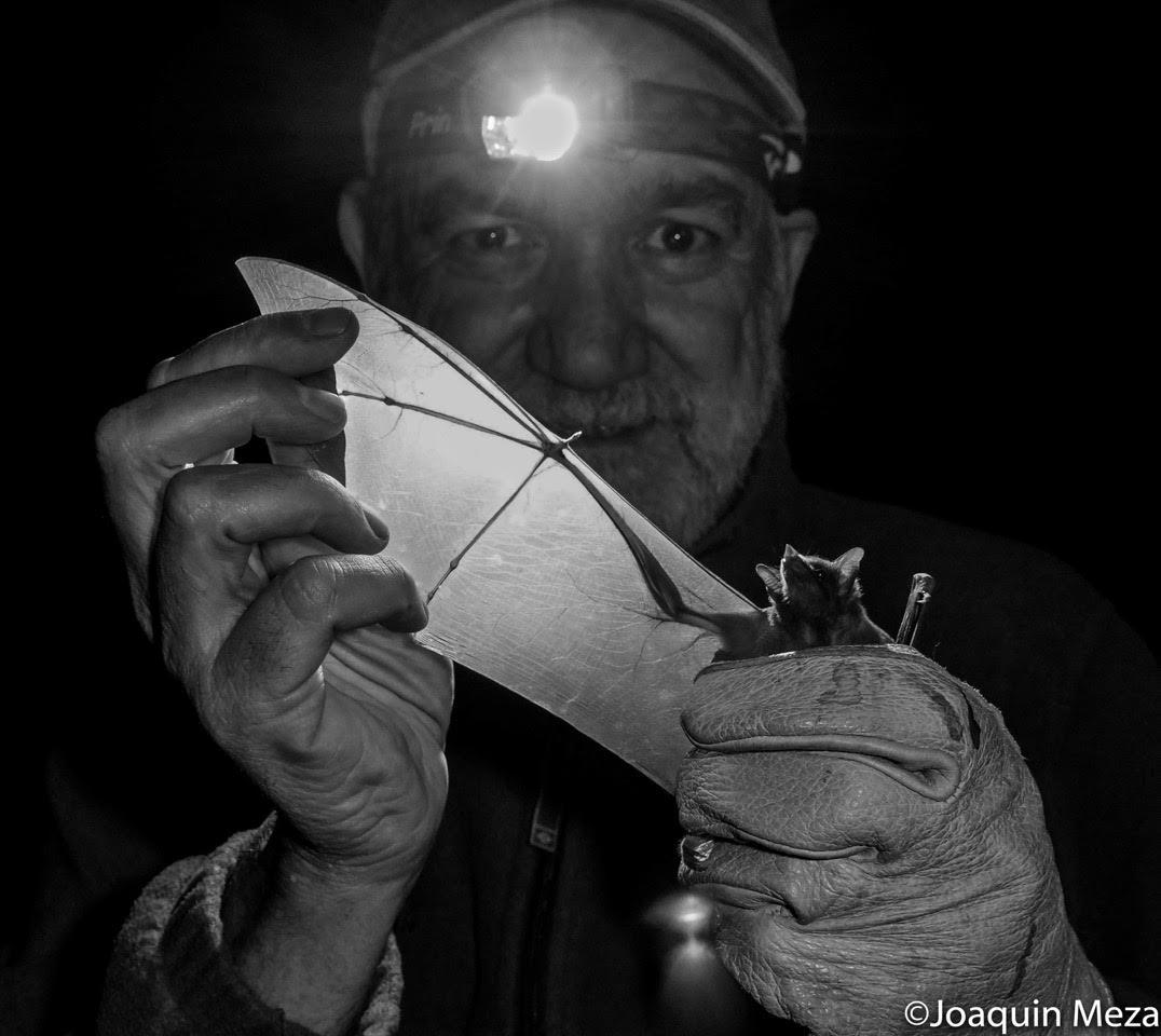 $!Rodrigo Medellín con un ejemplar de Leptonycteris yerbabuenae.