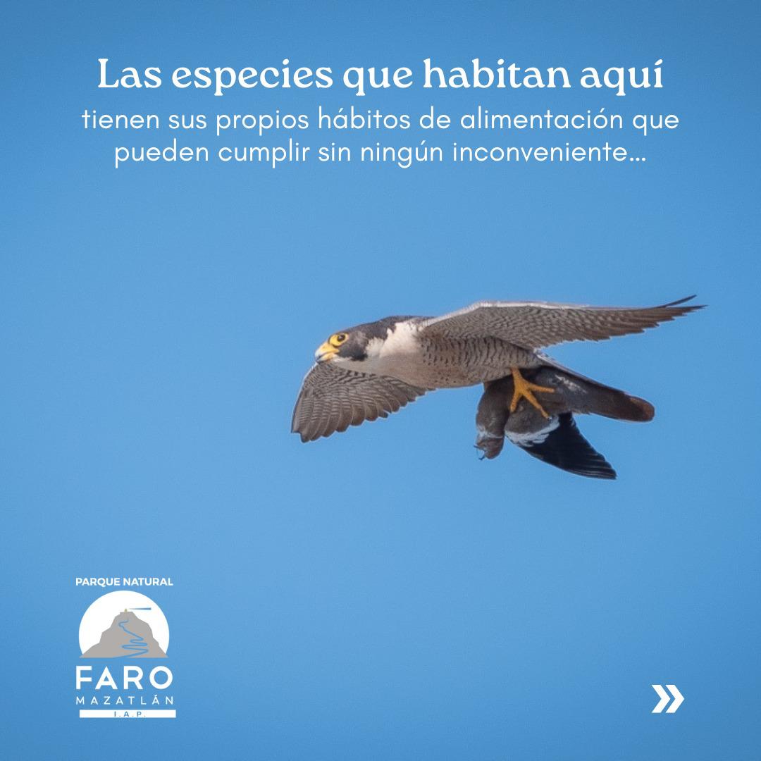 $!Una de las especies de ave que viven en el Faro de Mazatlán.