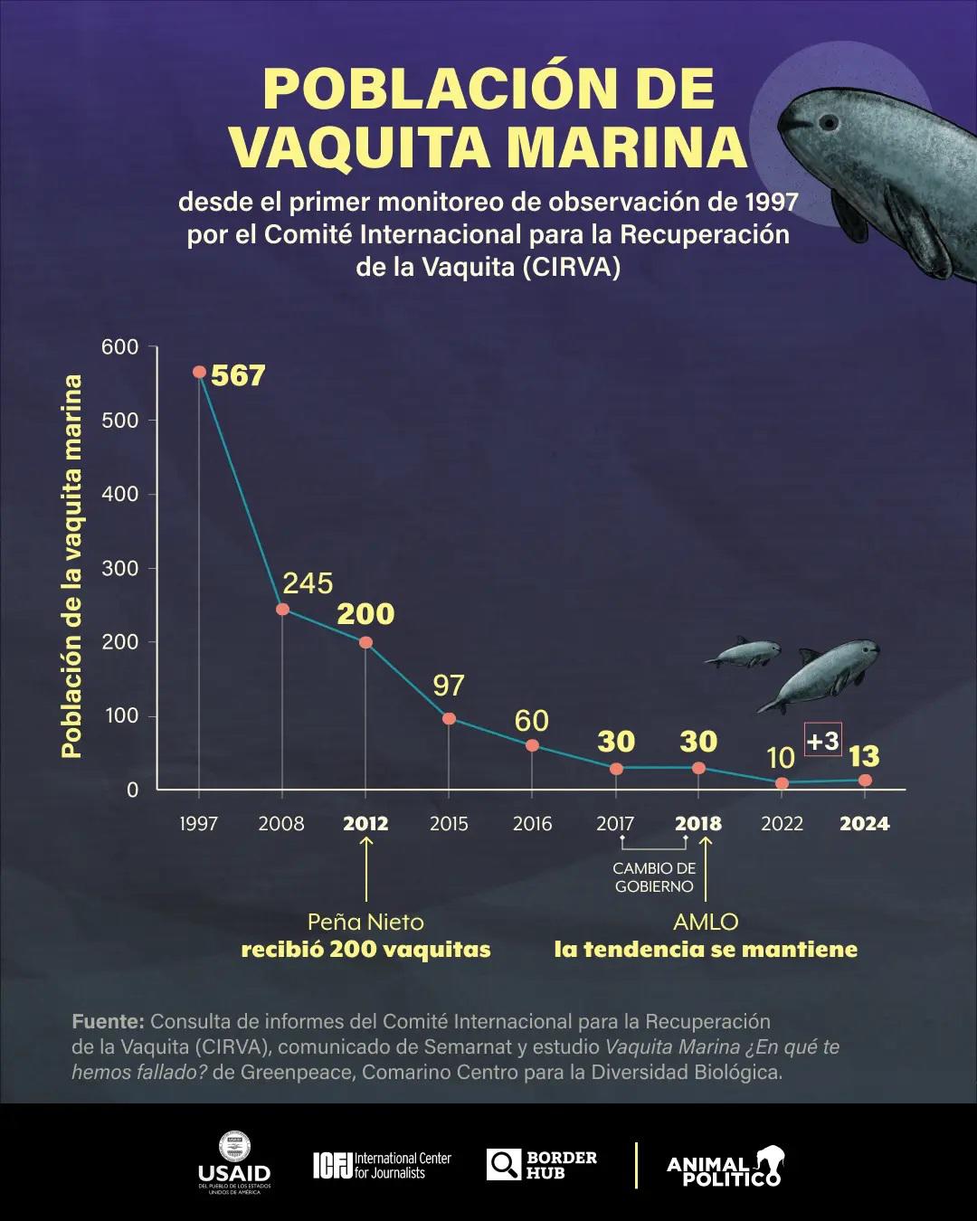 $!Gobierno de AMLO abandonó desde 2021 proyecto esencial para conservación de la vaquita marina