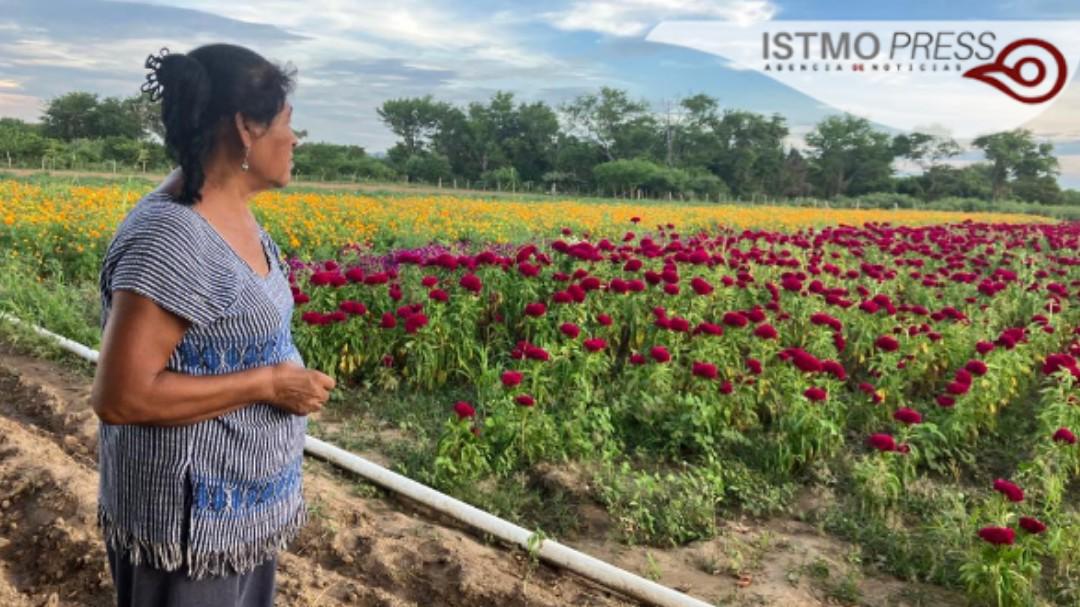 $!Siembran Victorina e Isaías por tradición aunque ya no llueva como antes