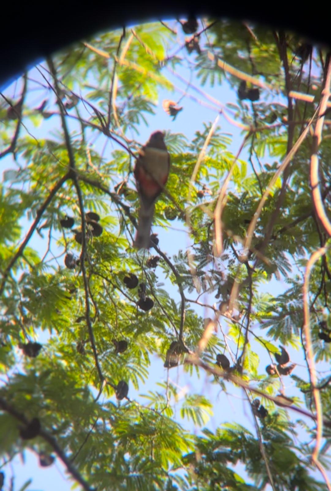 $!Participa Culiacán en la jornada internacional de avistamiento de aves