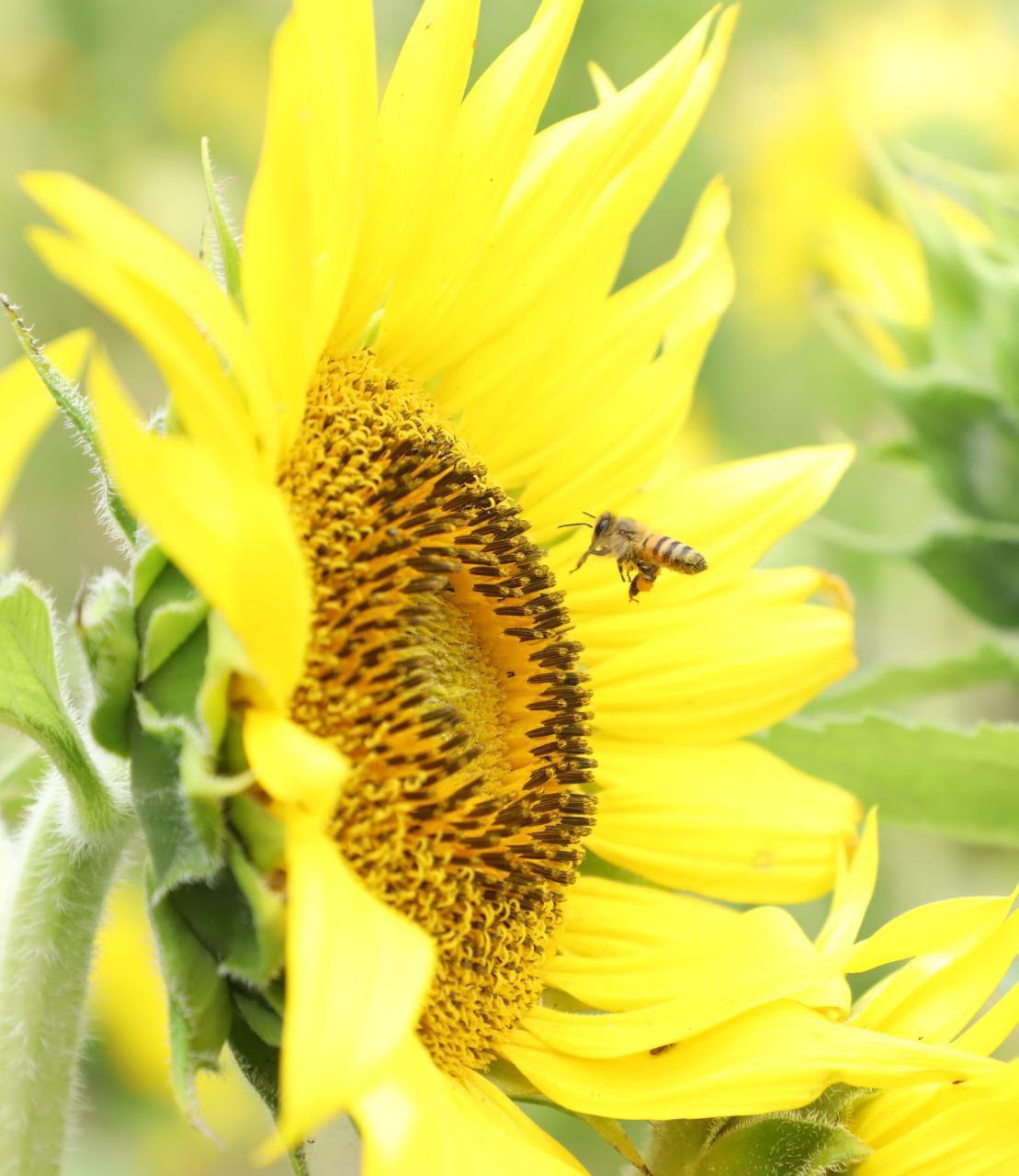 $!El campo de girasoles en Mazatlán abrirá el próximo 30 de marzo