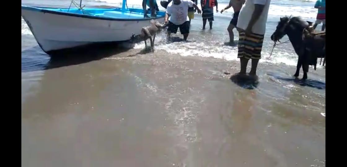 $!Rescatan frente a la Isla de la Piedra, en Mazatlán, a un venado que se encontraba en el mar