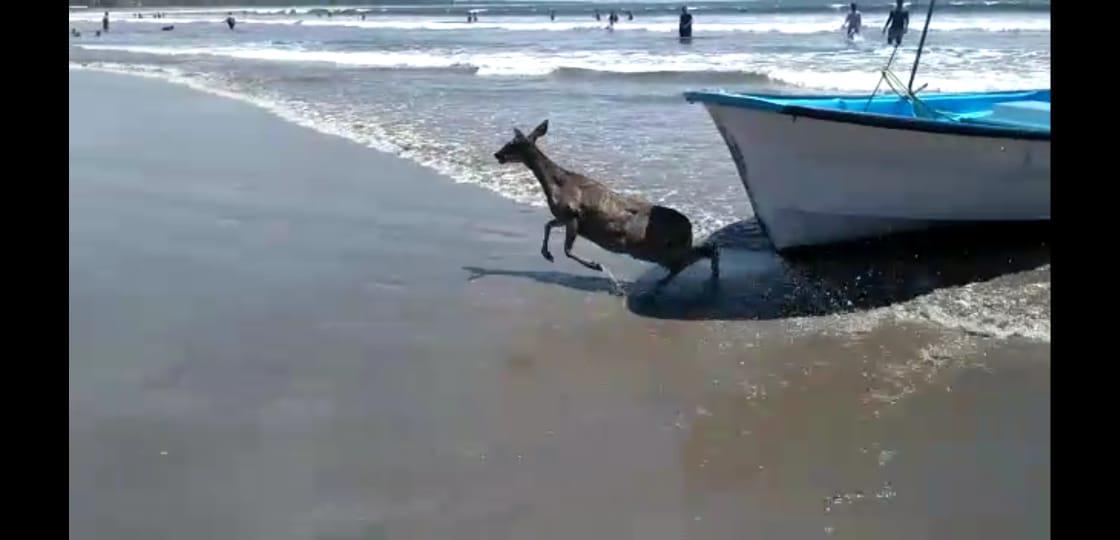 $!Rescatan frente a la Isla de la Piedra, en Mazatlán, a un venado que se encontraba en el mar