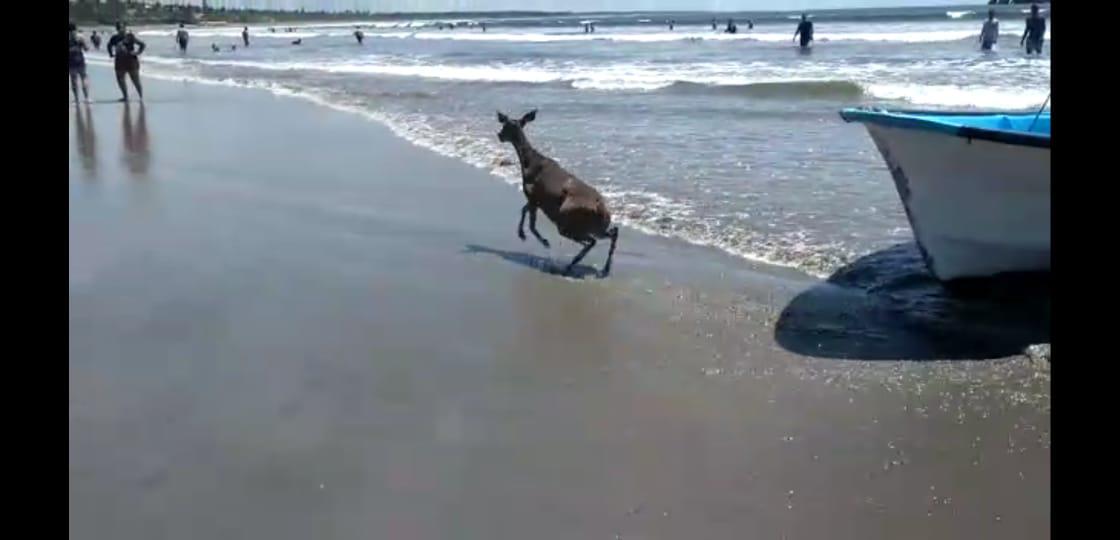 $!Rescatan frente a la Isla de la Piedra, en Mazatlán, a un venado que se encontraba en el mar