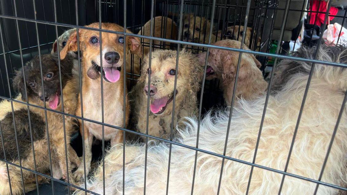 $!Rescatan a 27 perros de abandono y crueldad animal en el Centro de Mazatlán