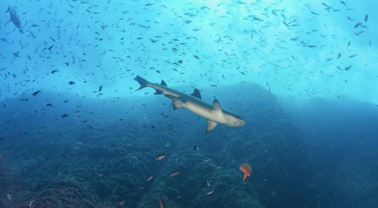 La isla Roca Partida es uno de los mejores sitios de buceo del mundo. Cuenta con una increíble cantidad de peces y tiburones que rodean este pequeño monte resultado de un volcán colapsado.