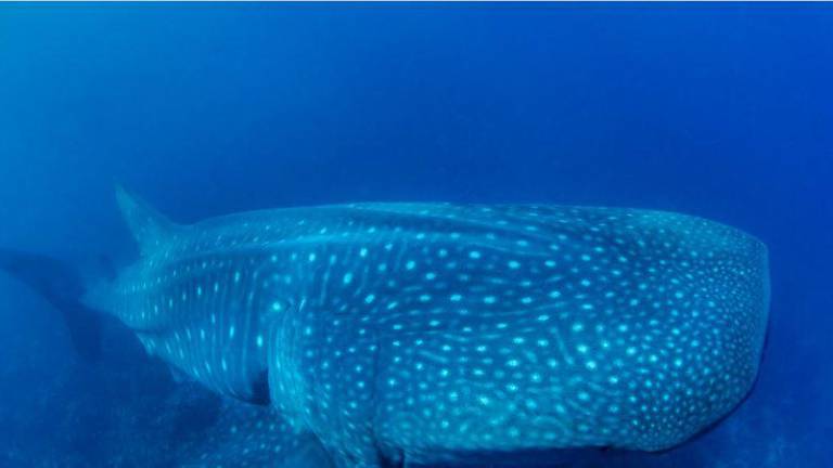 Pescadores de Bahía de los Ángeles en México ayudan a la ciencia a descifrar los misterios del tiburón ballena