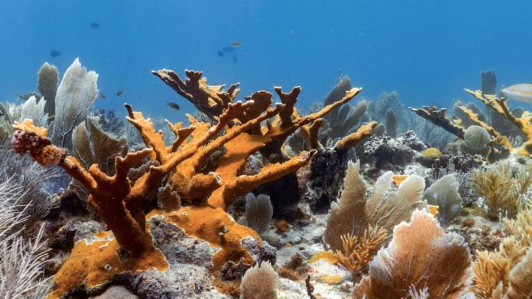 Colonias de coral cuerno de alce (Acropora palmata), especie listada en la NOM-059-SEMARNAT-2010.