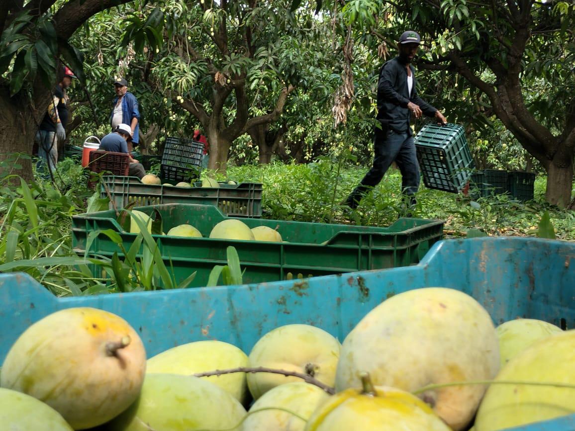 $!El corte, primer paso para la exportación del mango del sur de Sinaloa