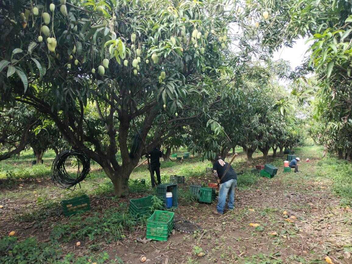 $!El corte, primer paso para la exportación del mango del sur de Sinaloa