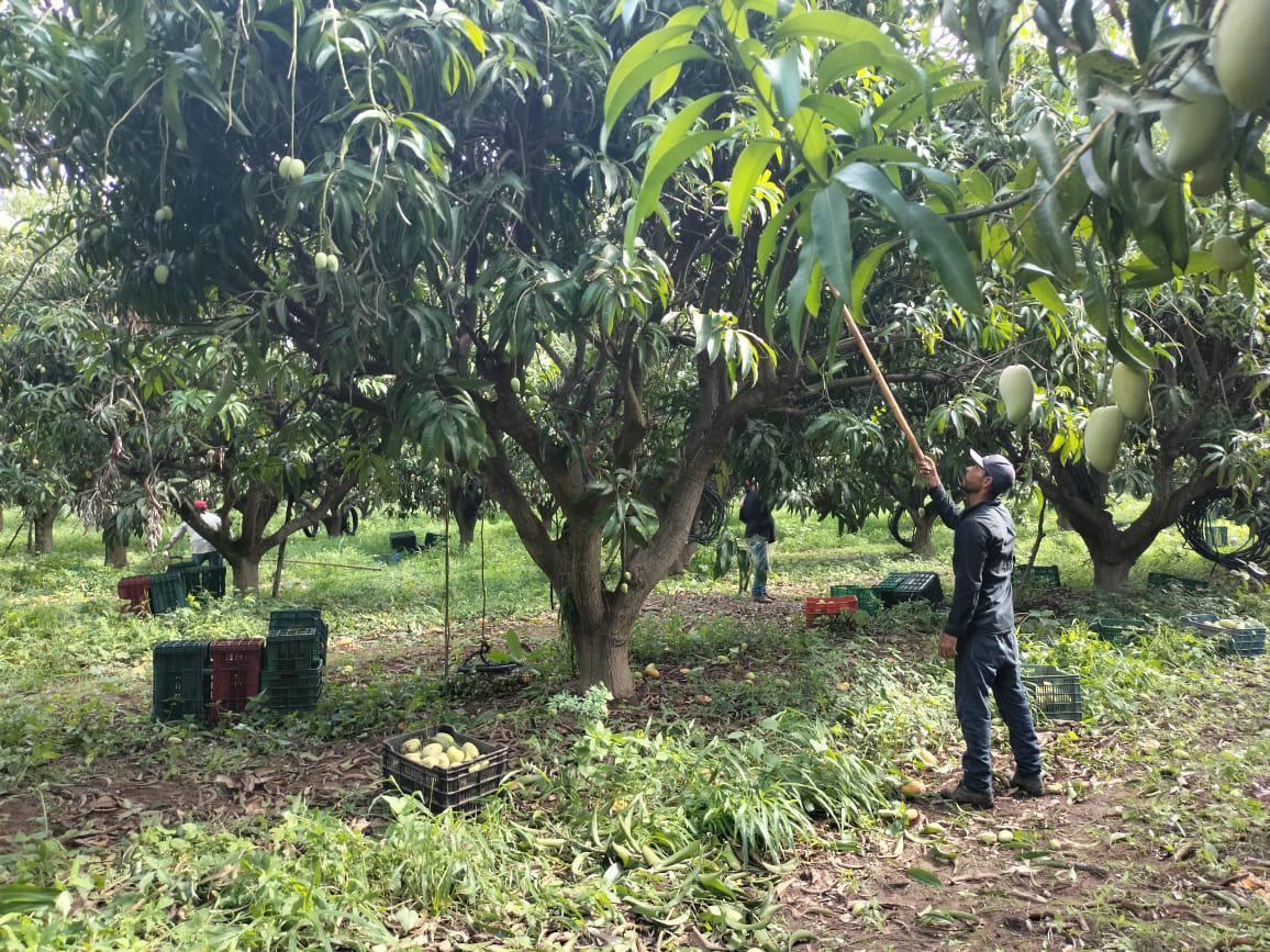 $!El corte, primer paso para la exportación del mango del sur de Sinaloa