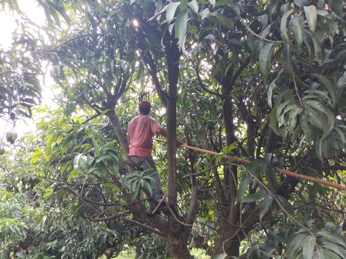 $!El corte, primer paso para la exportación del mango del sur de Sinaloa