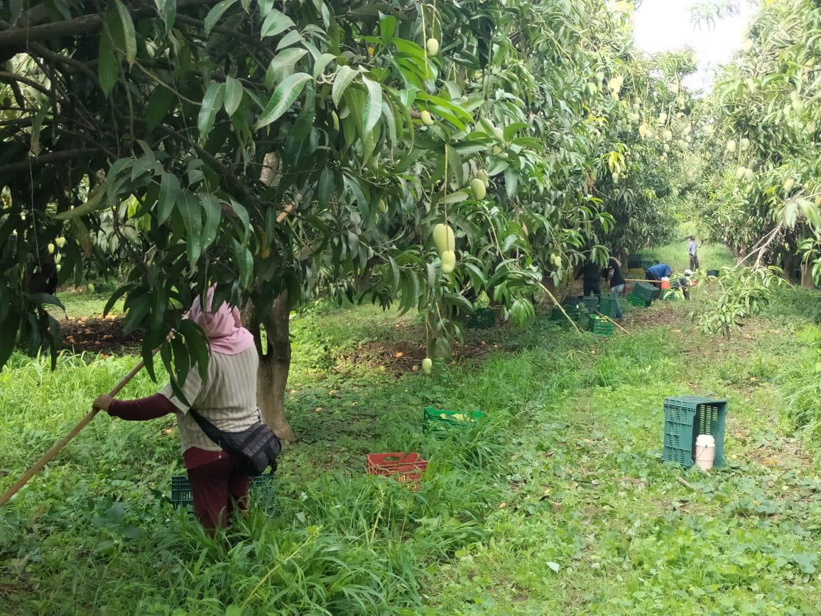 $!El corte, primer paso para la exportación del mango del sur de Sinaloa