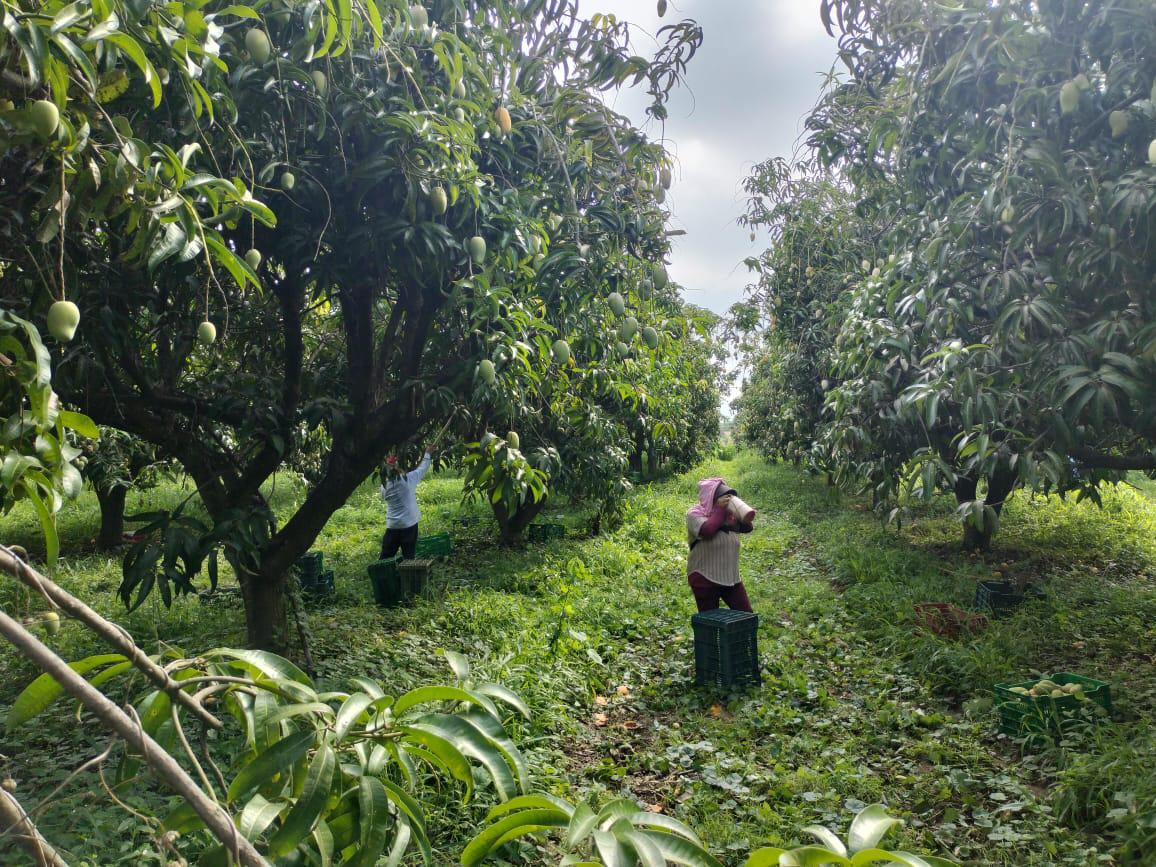 $!El corte, primer paso para la exportación del mango del sur de Sinaloa