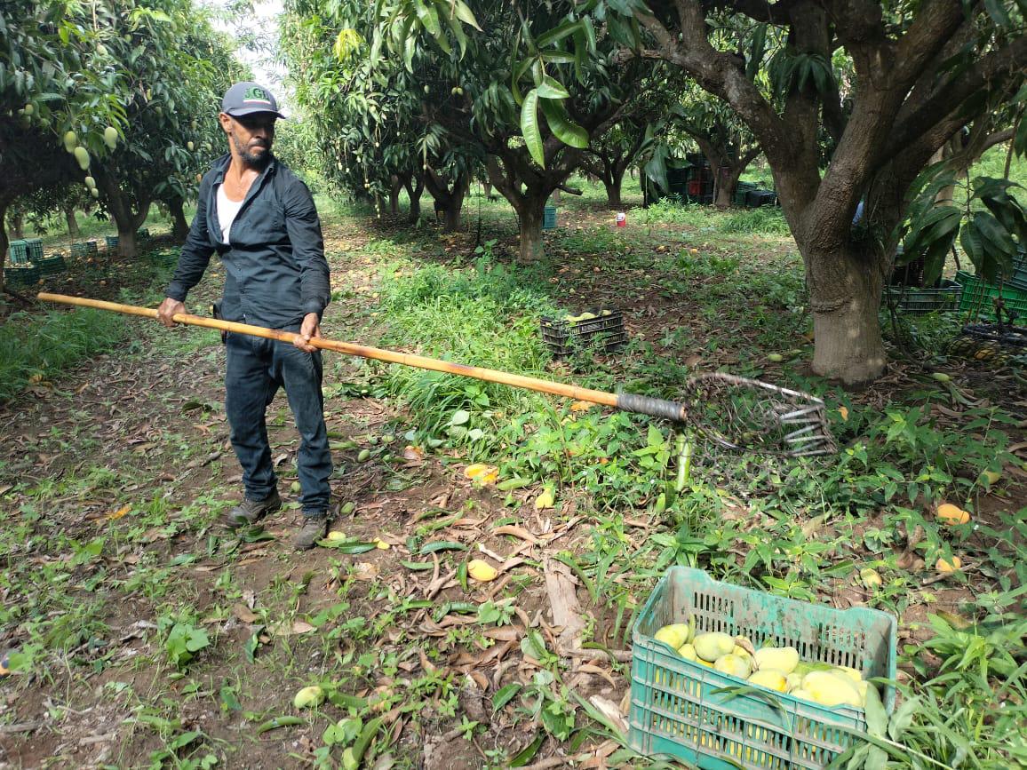 $!Productores de Rosario ven que el precio del kilo de mango no les genera ganancia