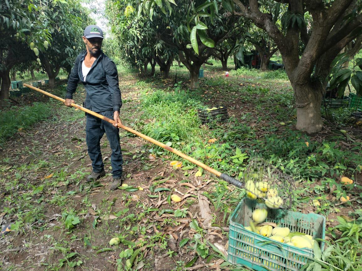 $!El corte, primer paso para la exportación del mango del sur de Sinaloa