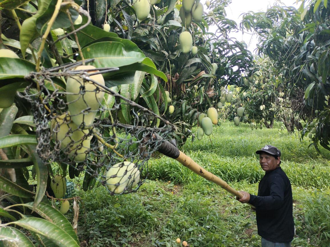 $!Productores de Rosario ven que el precio del kilo de mango no les genera ganancia