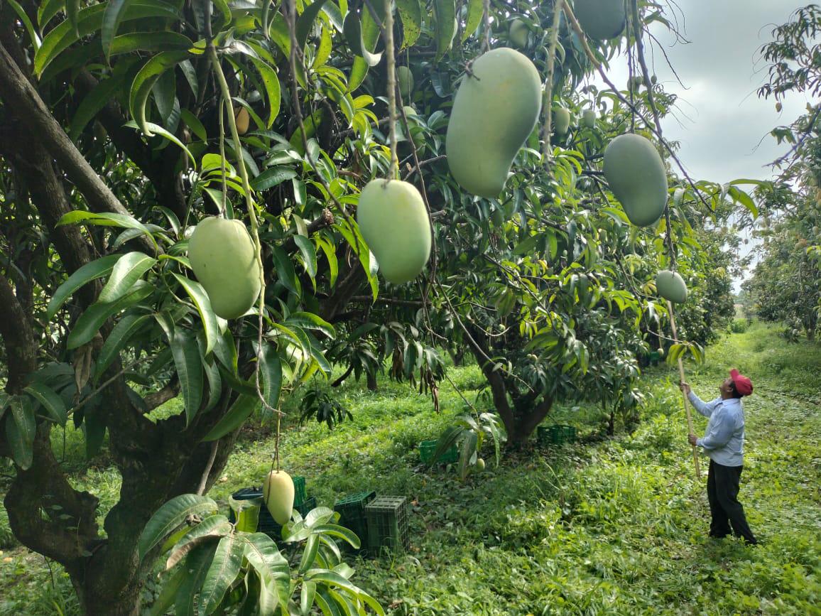 $!El corte, primer paso para la exportación del mango del sur de Sinaloa